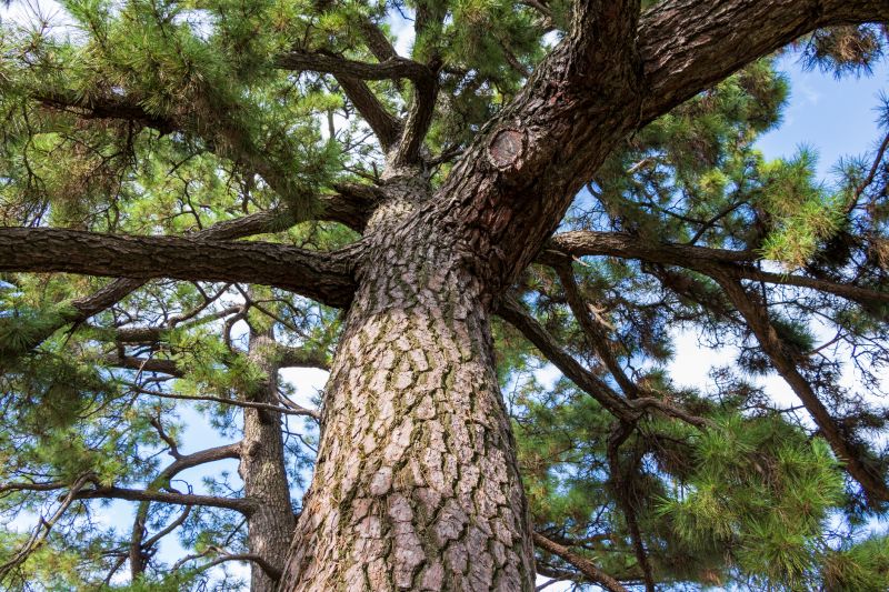 Juniper Trimming in Rockwall, TX