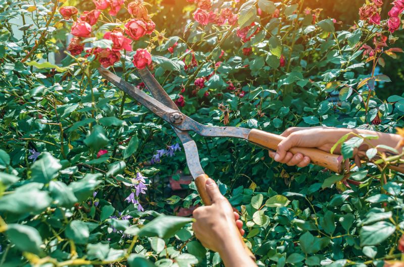 Knockout Roses Pruning in Aiken, SC