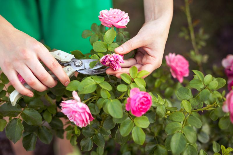 Knockout Roses Pruning in Aiken, SC