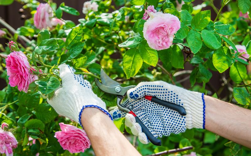 Knockout Roses Pruning in Ventura County, CA