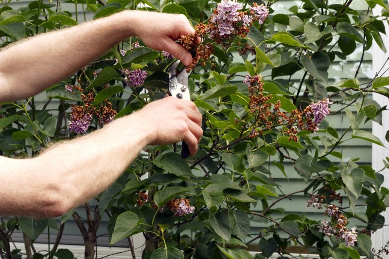 Lilac Trimming Service in Rockwall, TX