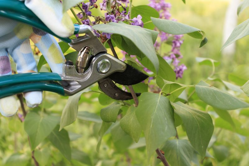Lilac Trimming Service in Rockwall, TX