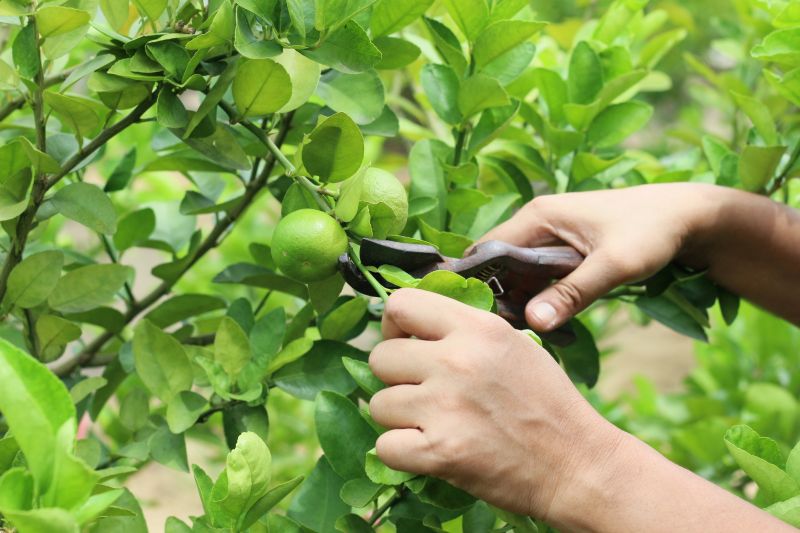Limb Pruning in Doylestown, PA