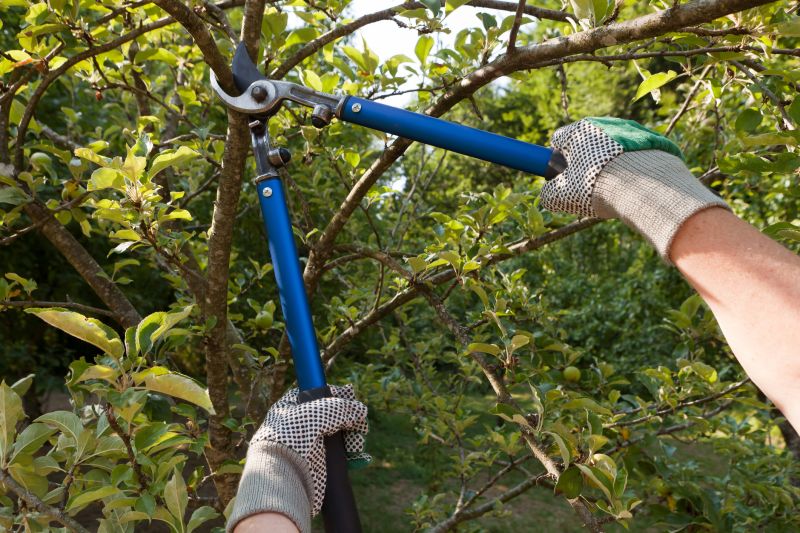Limb Pruning in Doylestown, PA