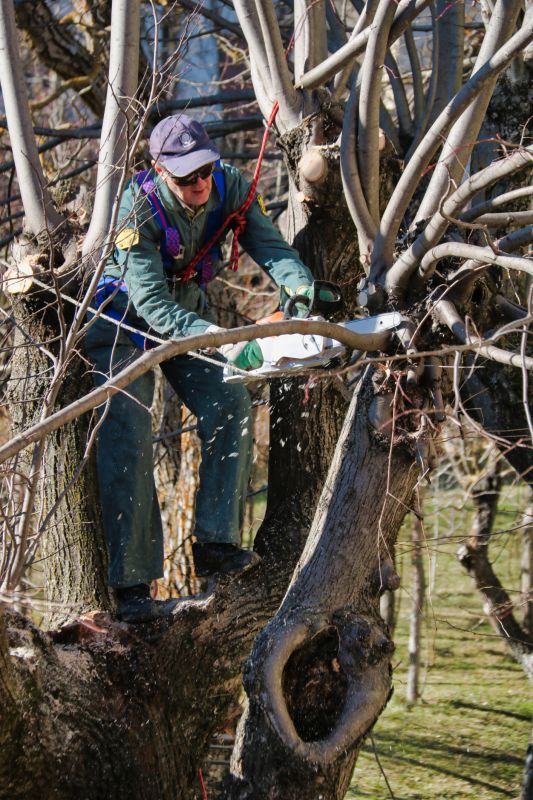 Limb Pruning in Reno, NV