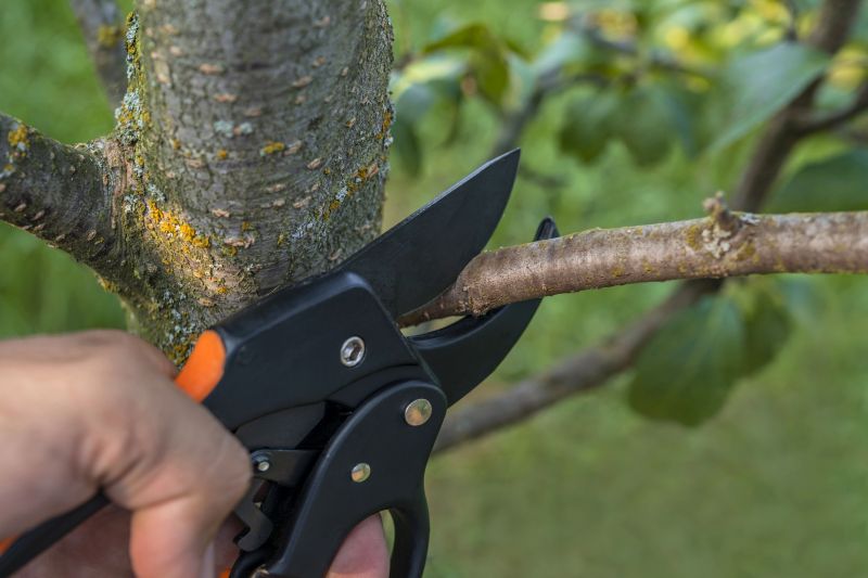 Limb Pruning in Pottstown, PA