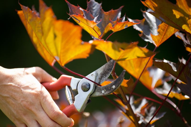 Maple Tree Pruning in Allentown, PA