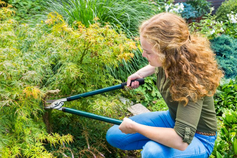 Maple Tree Pruning in San Jose, CA