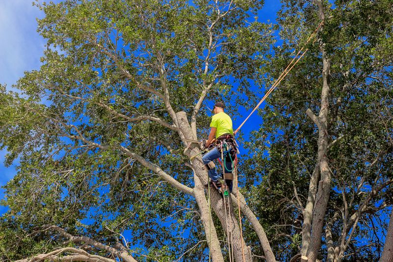 Oak Tree Pruning in Pottstown, PA