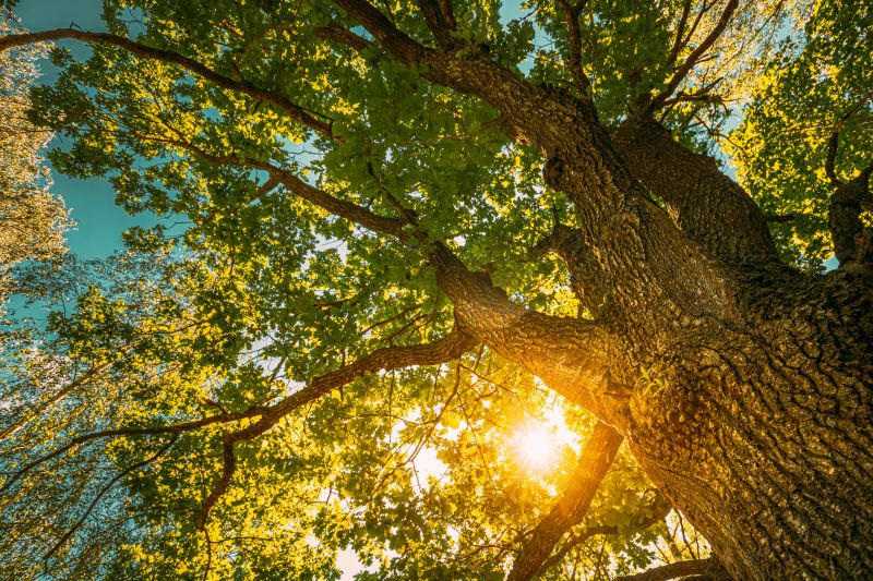 Oak Tree Pruning in Pottstown, PA