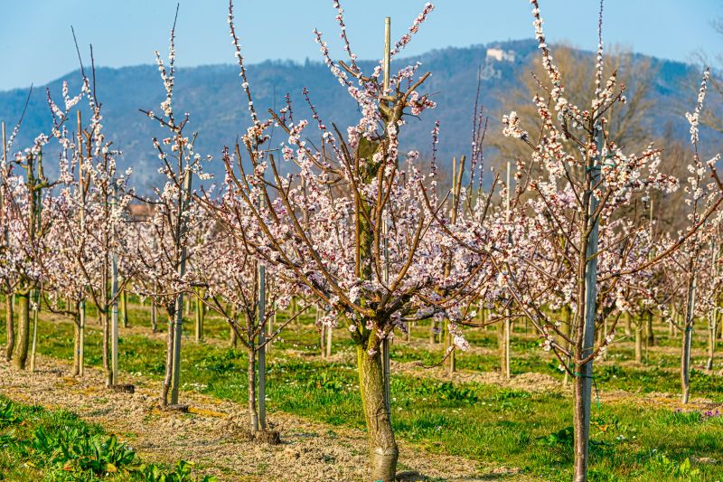 Orchard Tree Pruning in Pottstown, PA