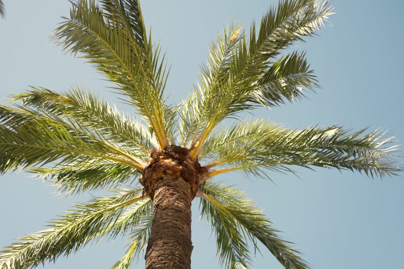 Palm Tree Removal in Bucks County, PA