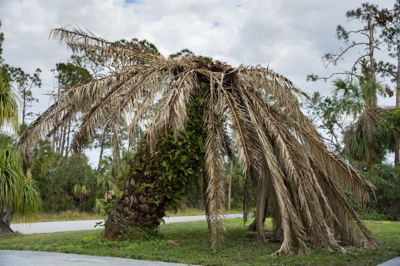 Palm Tree Removal in Pottstown, PA