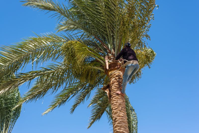 Palm Tree Removal in Aiken, SC