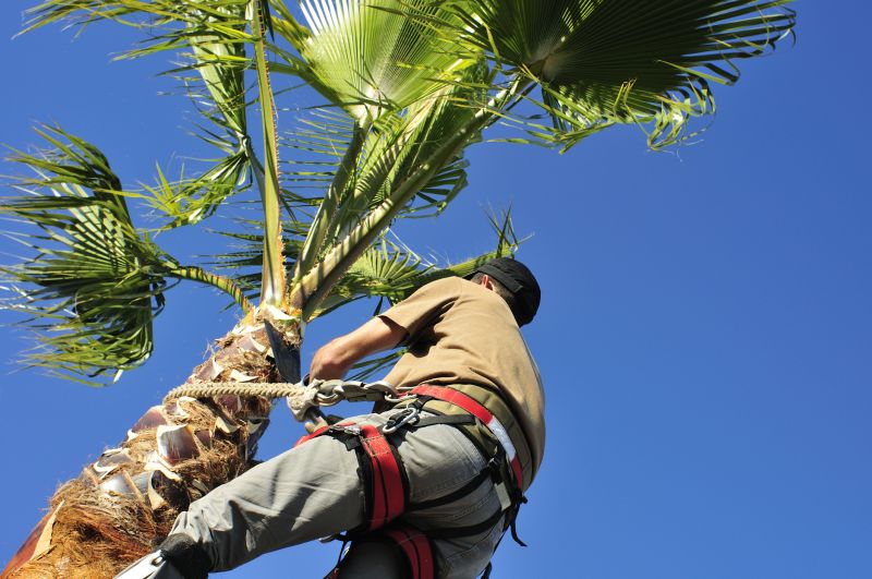 Palm Tree Trimming in San Jose, CA