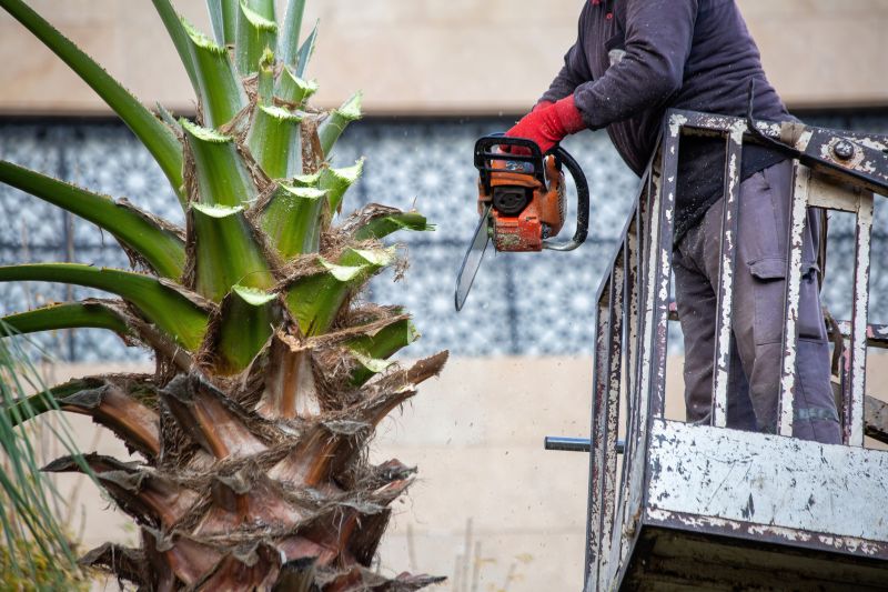 Palm Tree Trimming in San Jose, CA