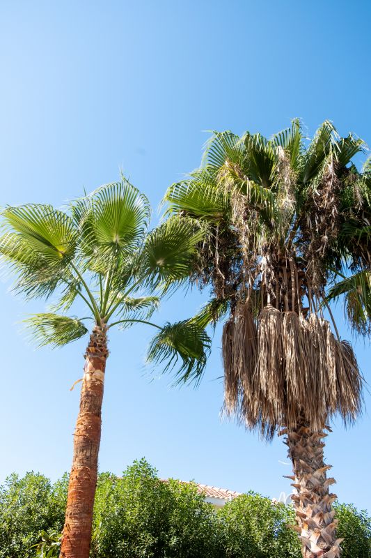 Palm Tree Trimming in Doylestown, PA