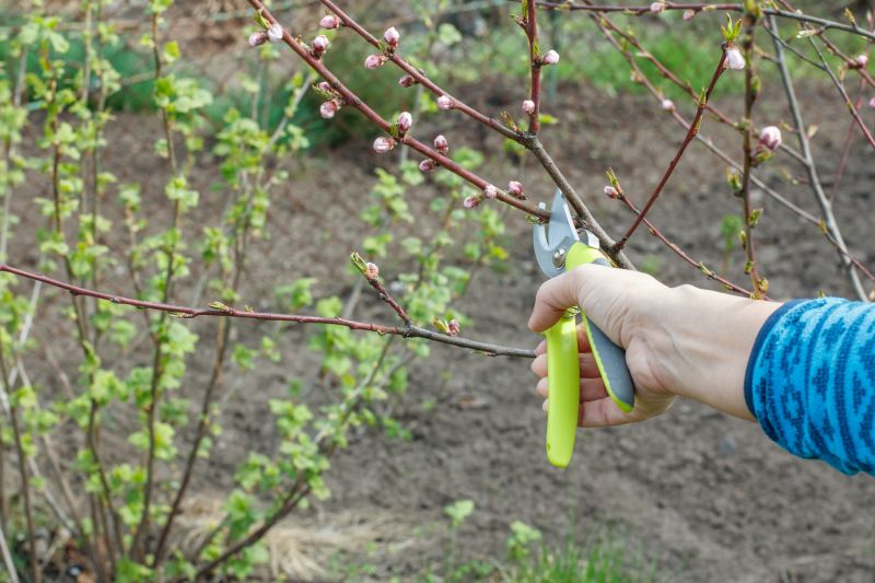 Peach Tree Pruning in Reno, NV