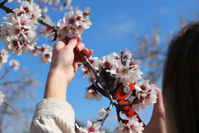 Peach Tree Pruning in Reno, NV