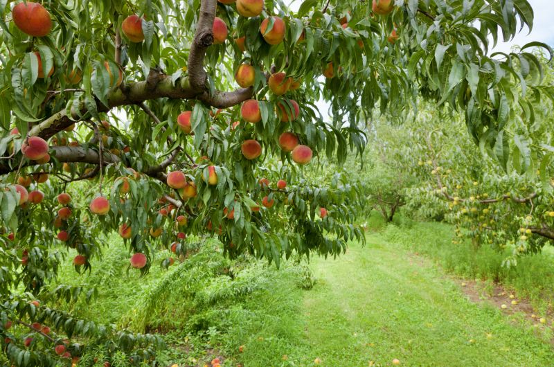 Peach Tree Pruning in San Jose, CA