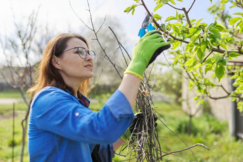 Pear Tree Pruning in Reno, NV