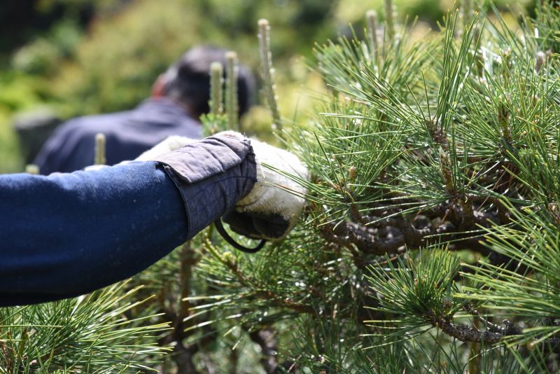 Pear Tree Pruning in Reno, NV