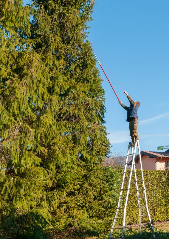 Pine Tree Trimming in Allentown, PA