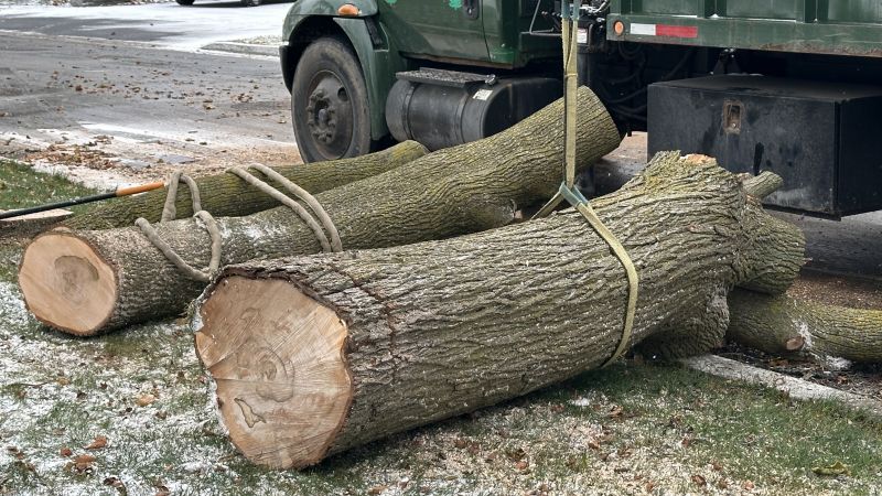 Residential Tree Service in Allentown, PA