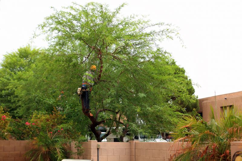 Residential Tree Service in Bucks County, PA