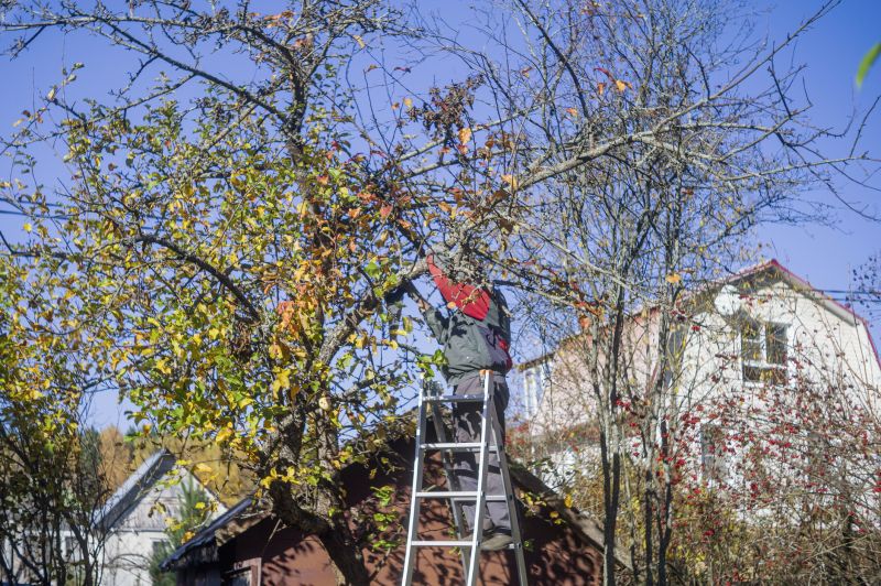 Residential Tree Service in San Jose, CA