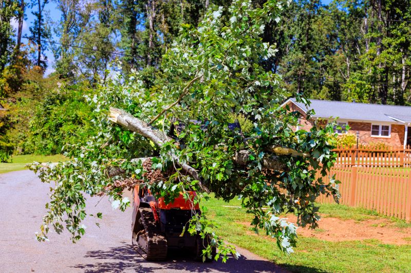 Residential Tree Service in Pottstown, PA