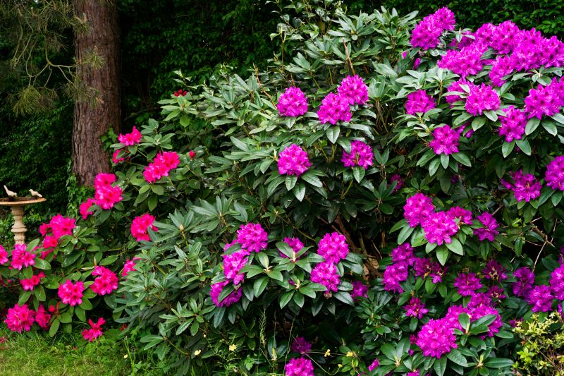 Rhododendron Pruning in Rockwall, TX