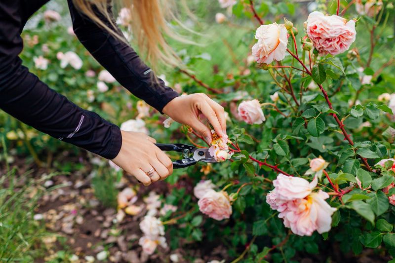 Rhododendron Pruning in Rockwall, TX