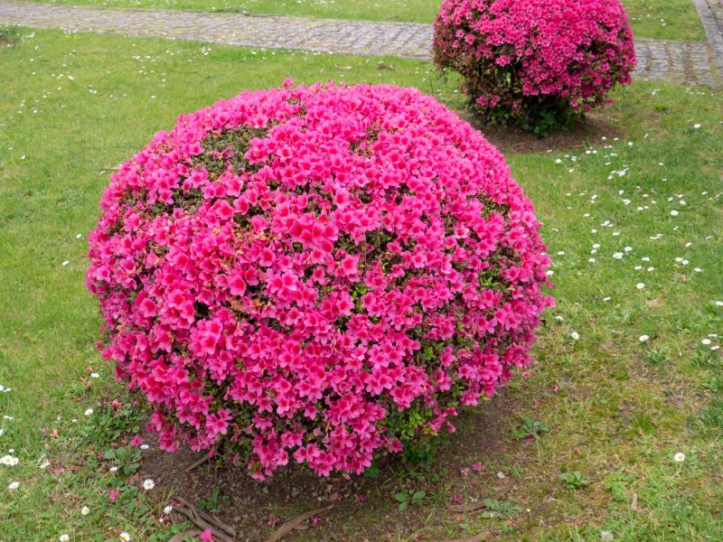Rhododendron Pruning in Aiken, SC