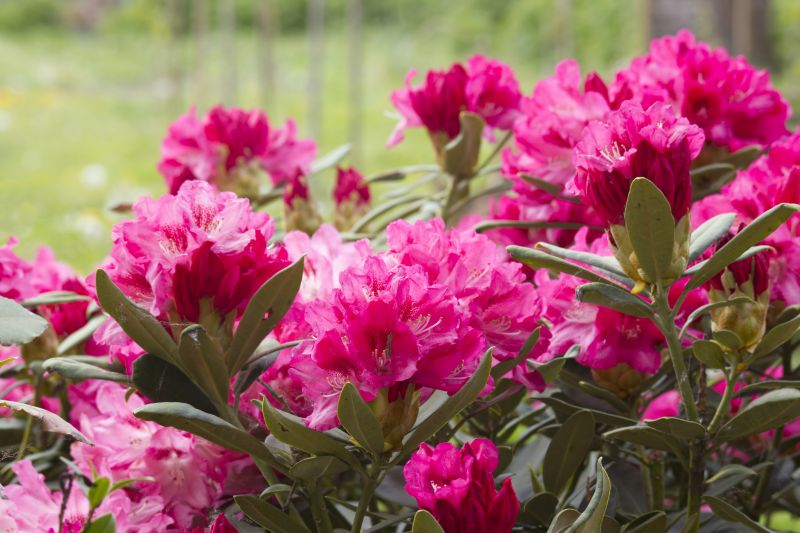 Rhododendron Pruning in Aiken, SC
