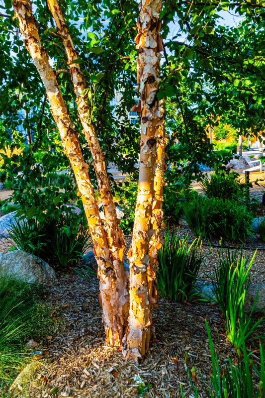 River Birch Trimming in Reno, NV