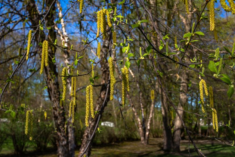 River Birch Trimming in Doylestown, PA