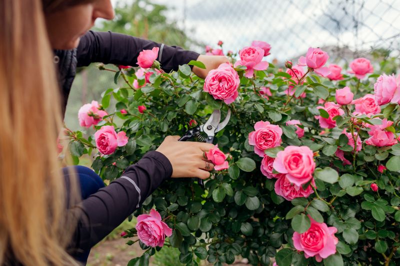 Rose Bush Pruning in Aiken, SC
