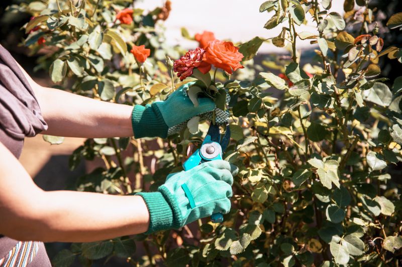 Shrub Pruning in Rockwall, TX