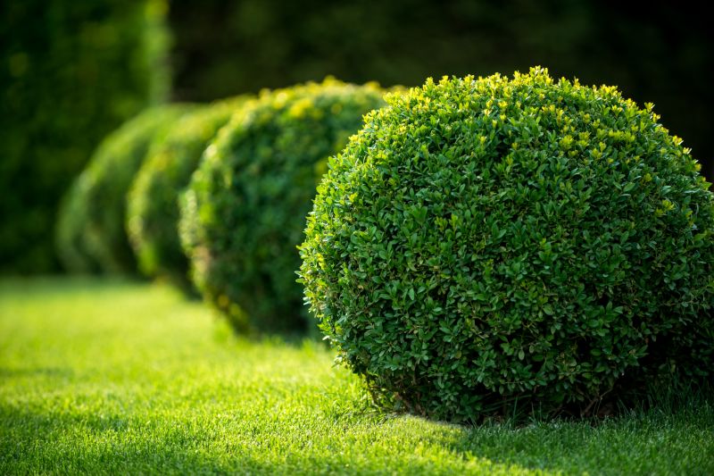 Shrub Shaping in Rockwall, TX