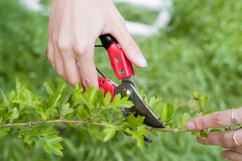 Shrub Trimming in Honolulu, HI