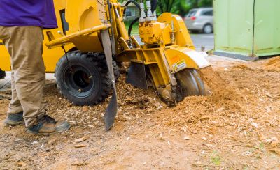 Stump Grinding Service in Waldorf, MD