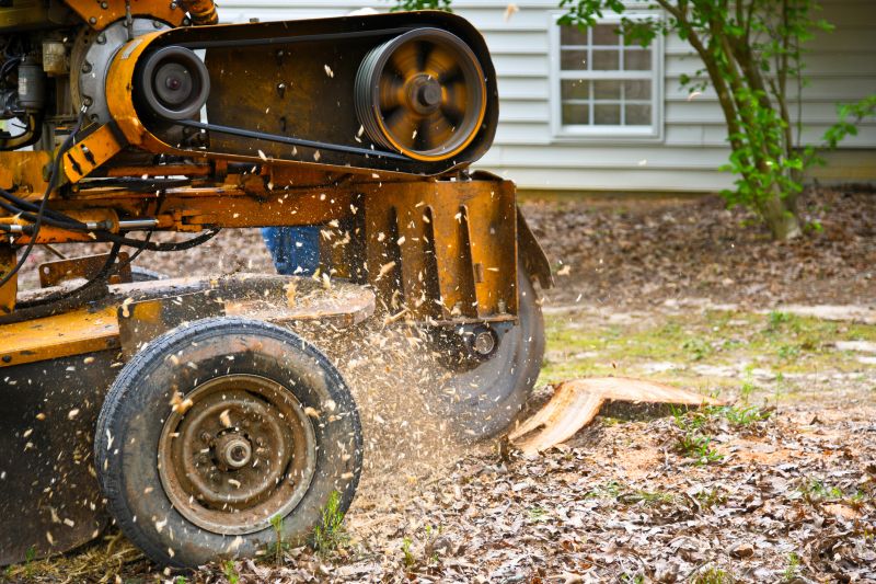 Stump Removal Service in Calvert County, MD
