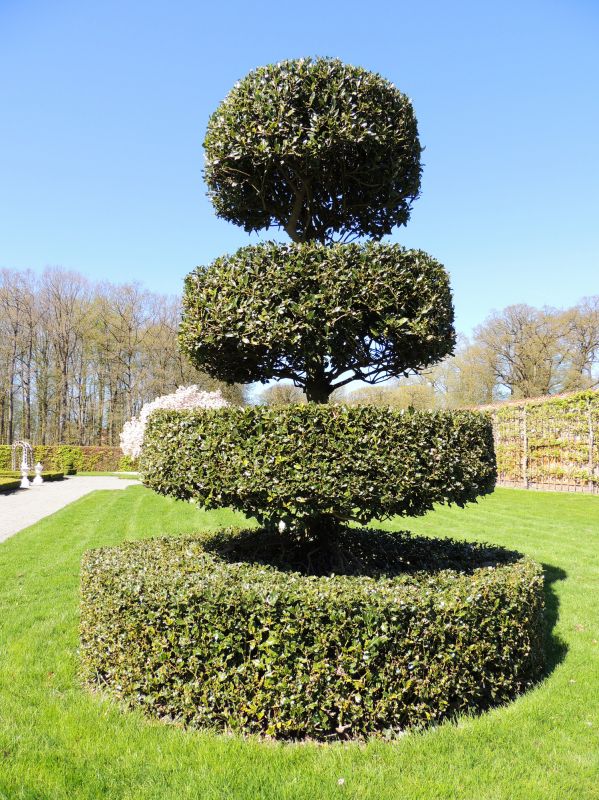 Topiary Shaping in Ventura County, CA