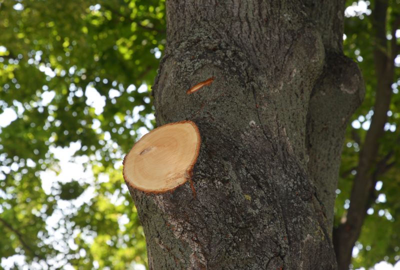 Tree Branch Cutting in Allentown, PA