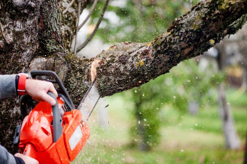 Tree Branch Cutting in San Jose, CA