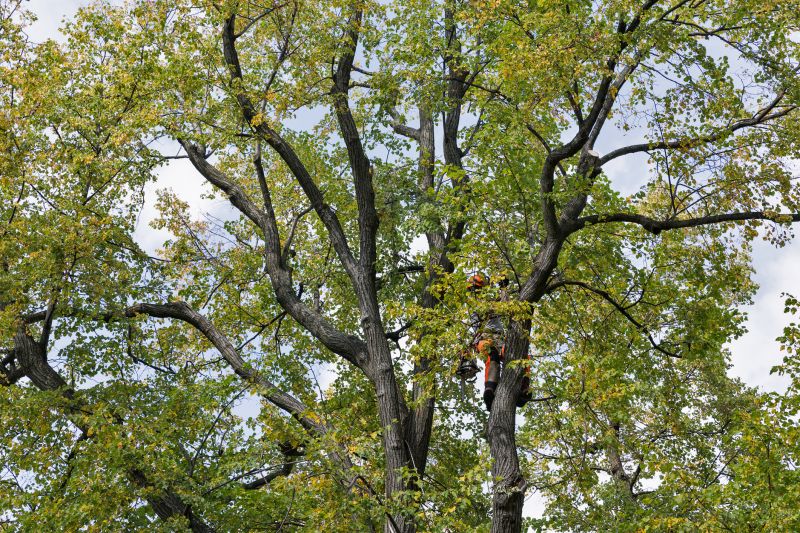Tree Crown Shaping in Reno, NV