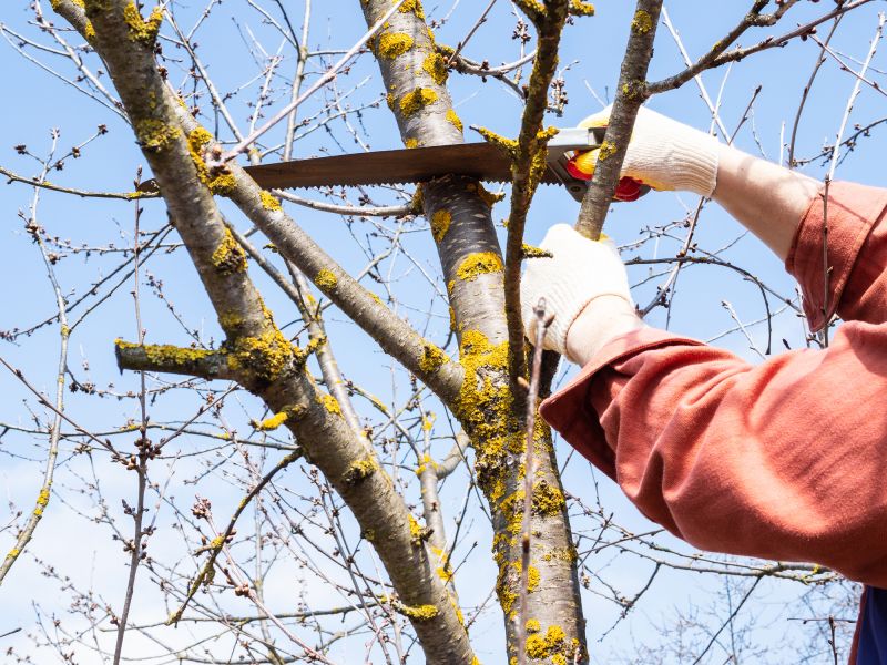 Tree Limbs Removal in Pottstown, PA
