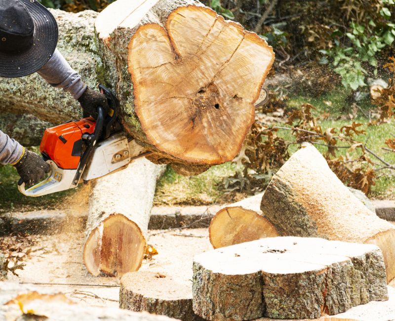 Tree Removal Service in Reno, NV