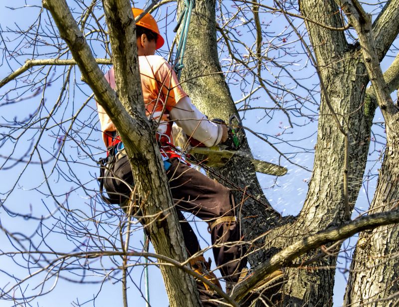 Tree Removal Service in Aiken, SC
